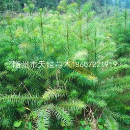 眉杉中聯 1年生杉木杉樹小苗市場行情與價格解析
